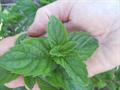whorled mint